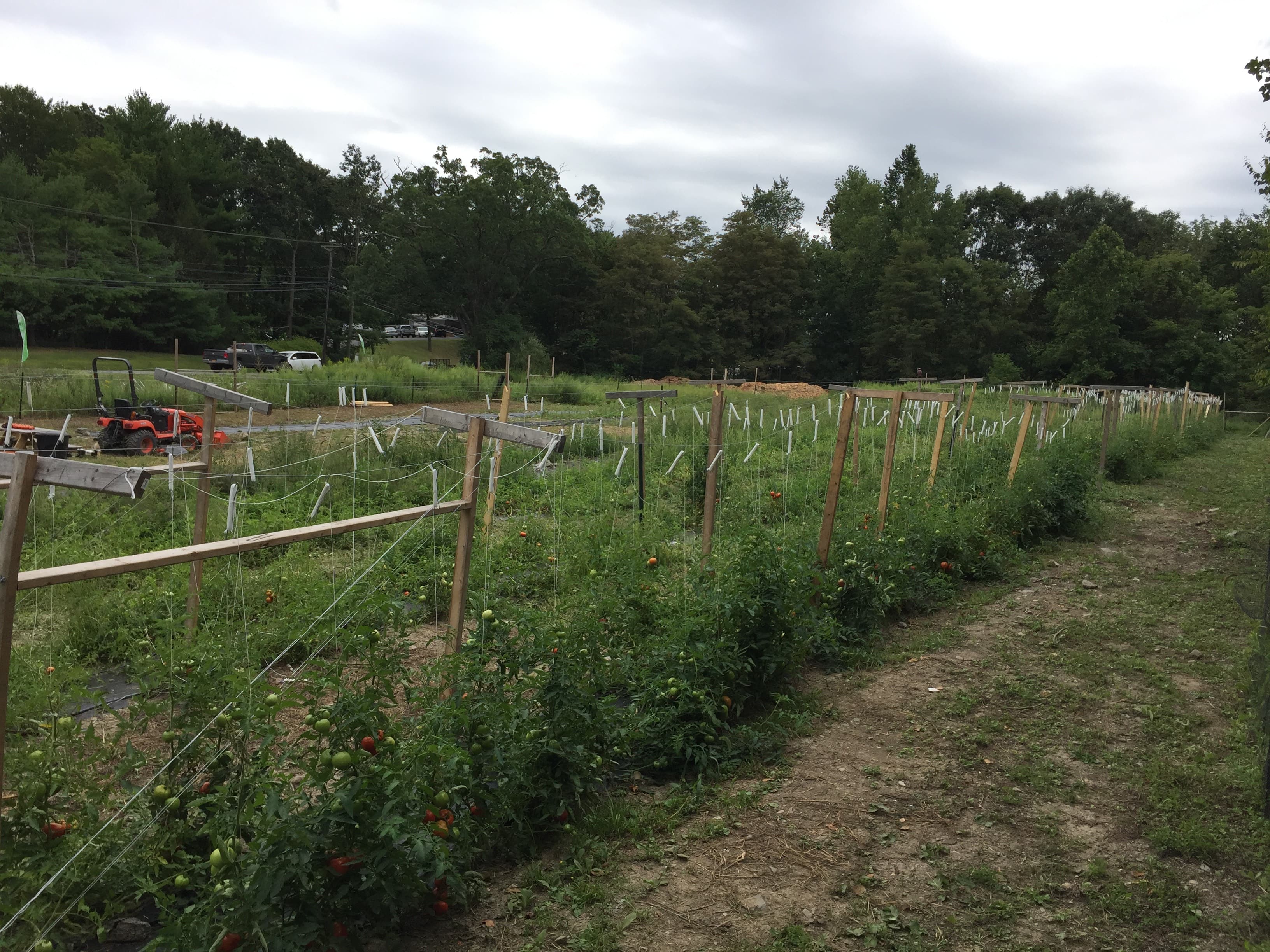 Clover Project garden